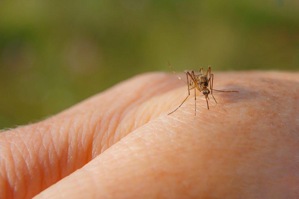 GCPH:蚊子不仅仅会咬人